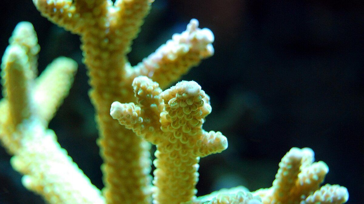 Branches d'Acropora montrant la croissance arborescente typique du genre