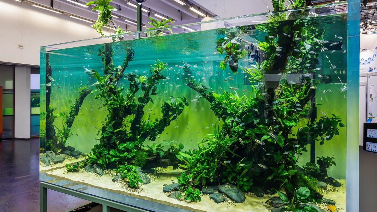 Impressionnant aquarium planté exposé dans un salon