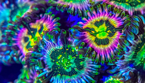 Une vente aux enchères